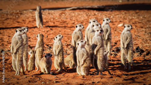 Fotografiet Meerkat family (Suricata suricatta), Kalahari desert, Namibia.