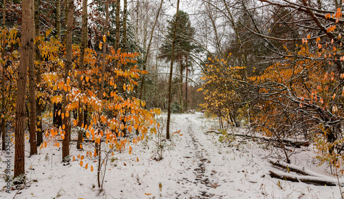 The first snow fell. The leaves did not have time to fall. Autumn colors under the snow. Forest.