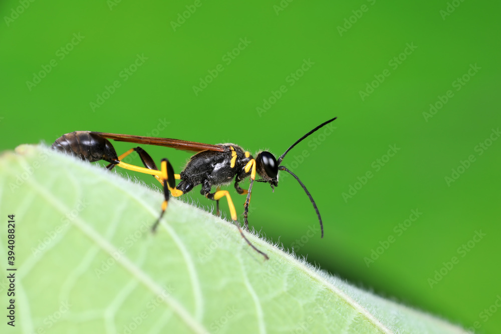 mud dauber live on green leaves mud dauber live on green leaves