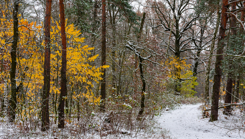 Fototapeta premium The first snow fell. The leaves did not have time to fall. Autumn colors under the snow. Forest.