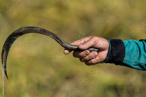 Close up hand and sickle hook harvest rice