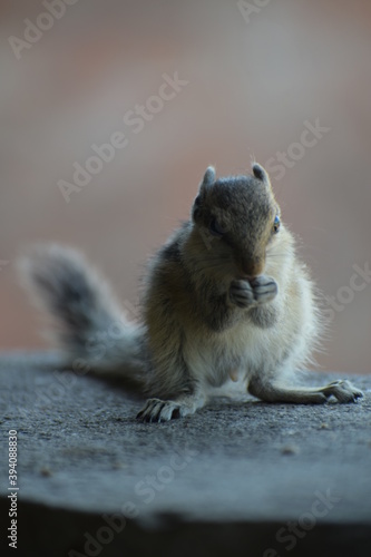 Indian palm squirrel or three-striped palm squirrel (Funambulus palmarum) -is a species of rodent in the family Sciuridae found naturally in India (south of the Vindhyas) and Sri Lanka.