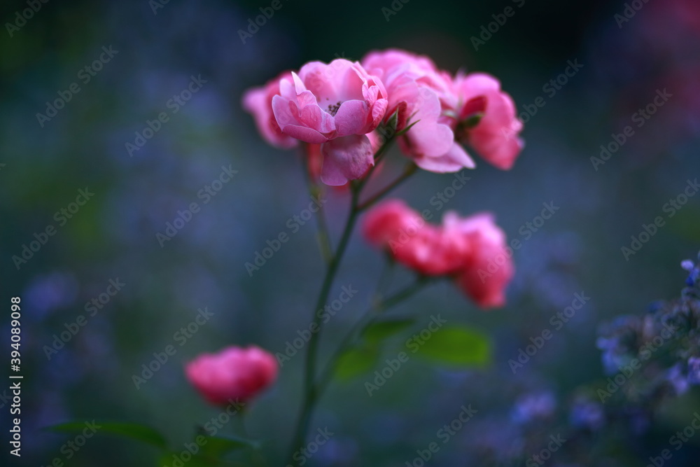 Gallic rose flowers in bloom, close-up, blurred background.
Gallic rose flowers in bloom, close-up, blurred background.