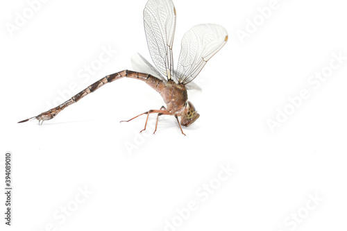 Clubtail Dragonfly on a white background - Scientific name: Ictinogomphus decoratus - is a small insectivorous predator. © rong14