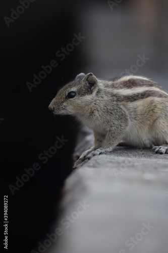 Indian palm squirrel or three-striped palm squirrel (Funambulus palmarum) -is a species of rodent in the family Sciuridae found naturally in India (south of the Vindhyas) and Sri Lanka.