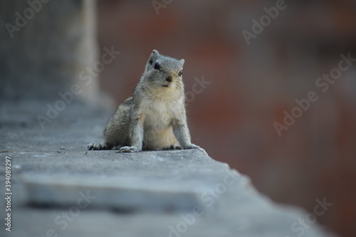 Indian palm squirrel or three-striped palm squirrel (Funambulus palmarum) -is a species of rodent in the family Sciuridae found naturally in India (south of the Vindhyas) and Sri Lanka.