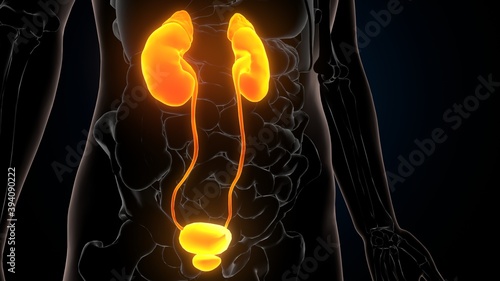 3d illustration of human urinary system kidneys anatomy