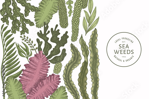 Seaweed color design template. Hand drawn vector seaweeds illustration. Engraved style sea food banner. Retro sea plants background