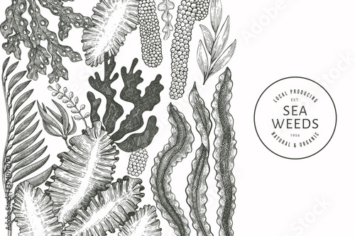 Seaweed design template. Hand drawn vector seaweeds illustration. Engraved style sea food banner. Retro sea plants background