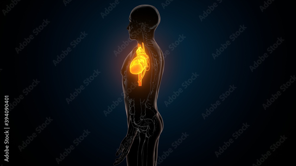3d illustration of human body organs heart anatomy
3d illustration of human body organs heart anatomy