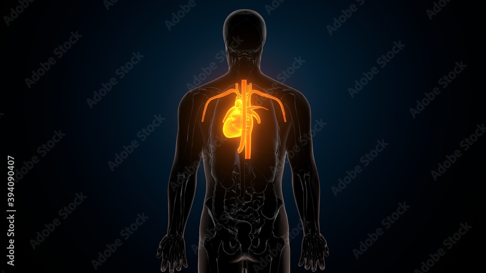 3d illustration of human body organs heart anatomy
3d illustration of human body organs heart anatomy