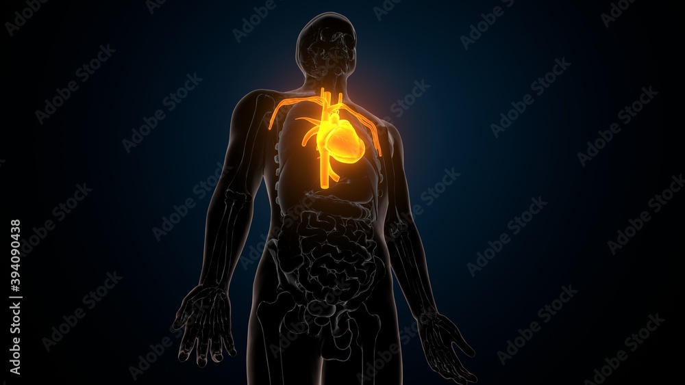 3d illustration of human body organ heart anatomy 3d illustration of human body organ heart anatomy