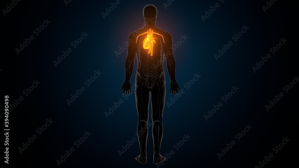 3d illustration of human body organ heart anatomy 3d illustration of human body organ heart anatomy