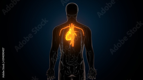 Fototapeta Naklejka Na Ścianę i Meble -  3d illustration of human body organs heart anatomy
