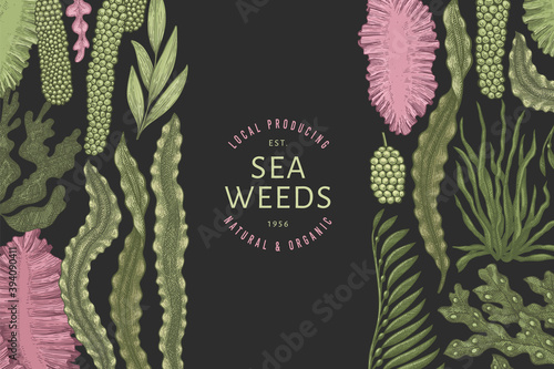 Seaweed color design template. Hand drawn vector seaweeds illustrations on dark background. Engraved style sea food banner. Retro sea plants background