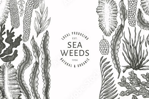 Seaweed design template. Hand drawn vector seaweeds illustration. Engraved style sea food banner. Retro sea plants background