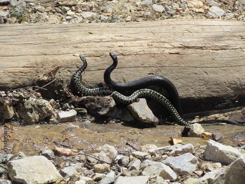 adder snakes