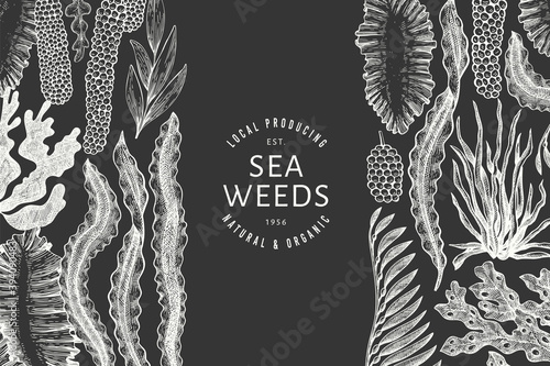 Seaweed design template. Hand drawn vector seaweeds illustration on chalk board. Engraved style sea food banner. Vintage sea plants background