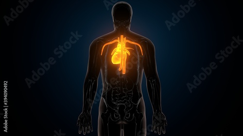 Fototapeta Naklejka Na Ścianę i Meble -  3d illustration of human body organ heart anatomy