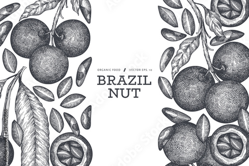 Hand drawn brazilian nut branch and kernels design template. Organic food vector illustration on white background. Retro nut illustration. Engraved style botanical banner.