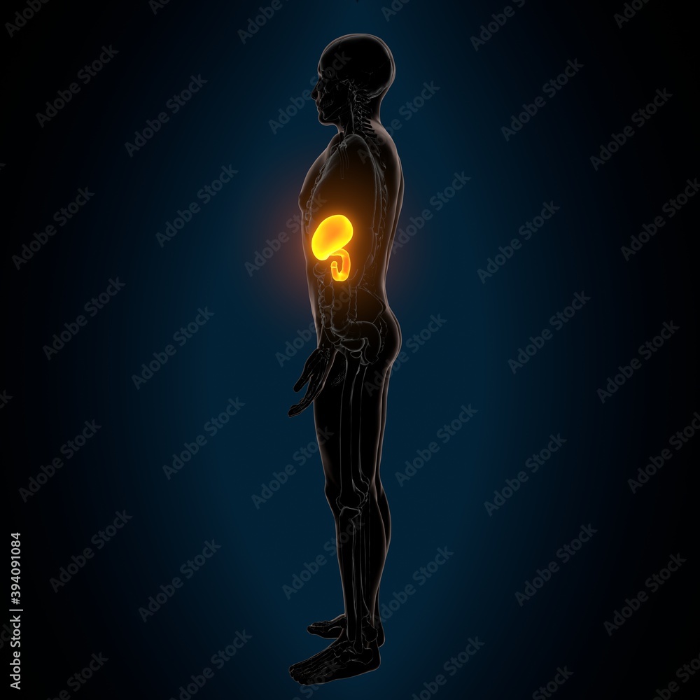 3d illustration of human digestive system stomach anatomy
3d illustration of human digestive system stomach anatomy