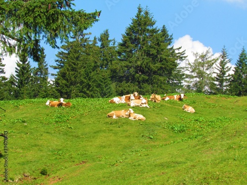 Herd of cows photo