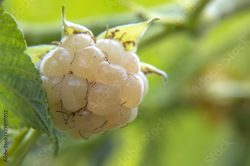 Macro Photo of Snowbank White Blackberry