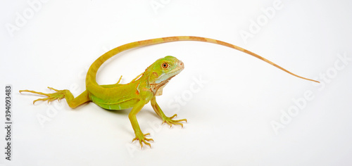 Green iguana, albino // Grüner Leguan, Albino (Iguana iguana)