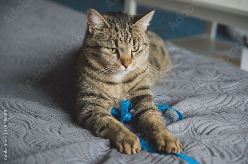 Portrait of a cat with a mesuring tape © Eva