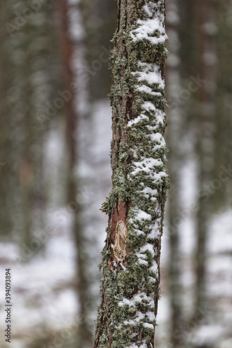Fototapeta Naklejka Na Ścianę i Meble -  Detail of a snowy pine in the pinewood