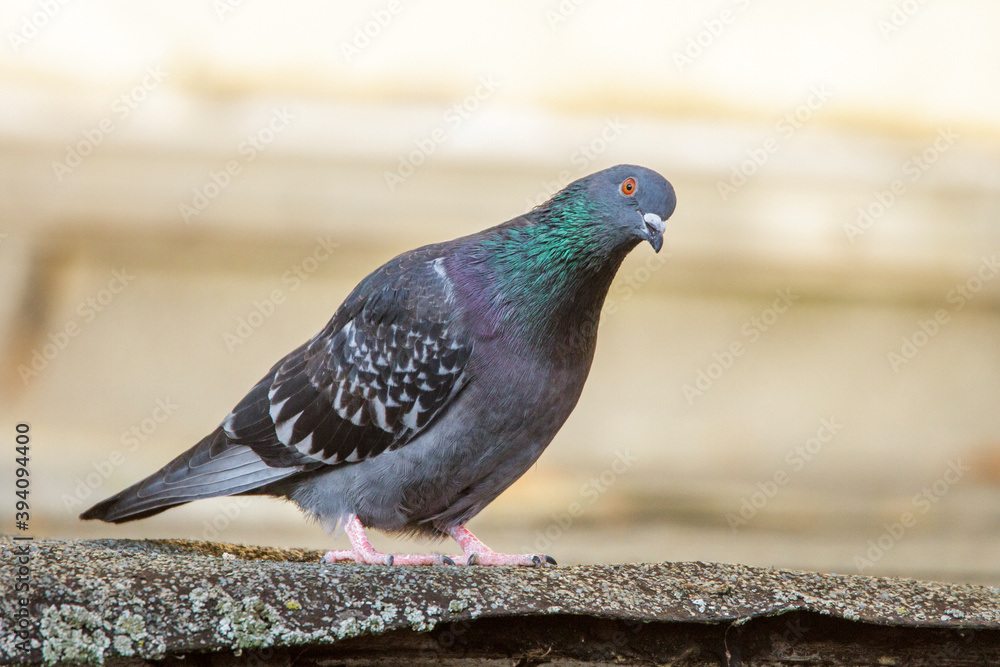 Obraz premium Haustaube (Columba livia domestica)