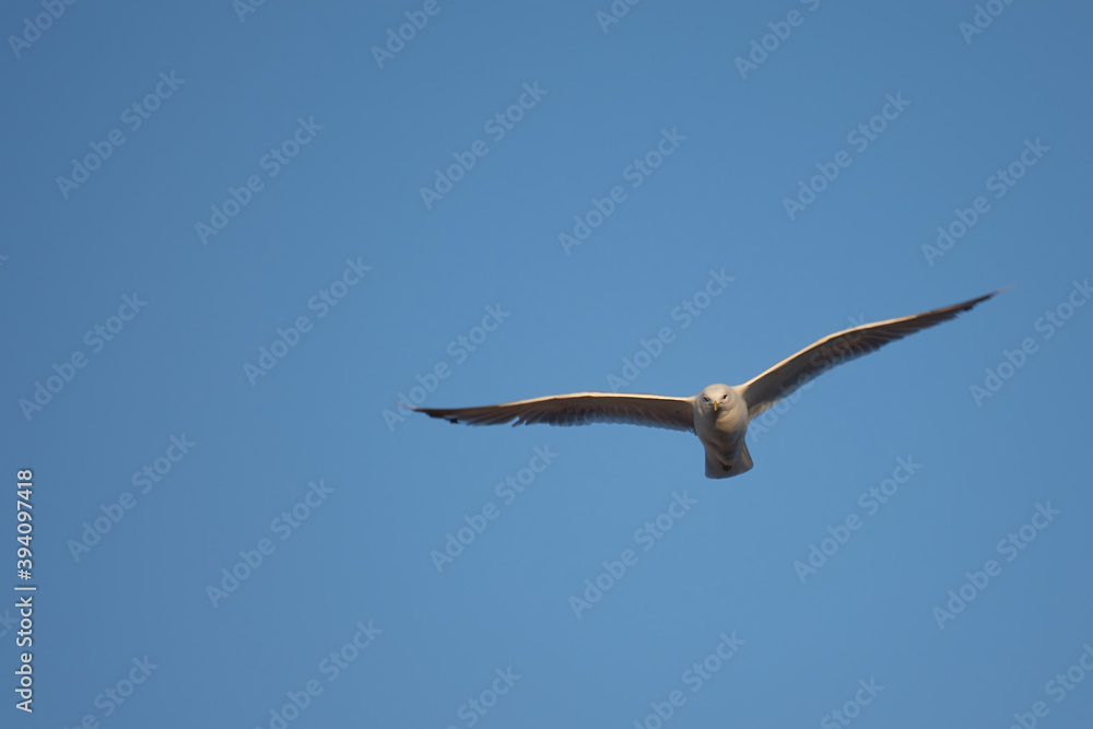 Seagull looking down from the sky. Taken in Sweden Seagull looking down from the sky. Taken in Sweden