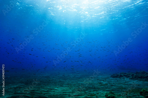 Underwater photo of small fish in sunlight. 