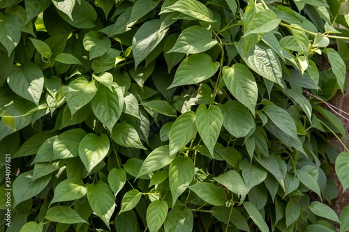 Closeup of Paederia Foetida or Stinkvine Creeper with Leaves, Also Known as Skunkvine or Chinese Fever Vine photo