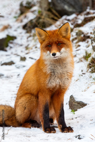 Wild fox of Polar Circle on a forest path, North Europe, Kola Peninsula