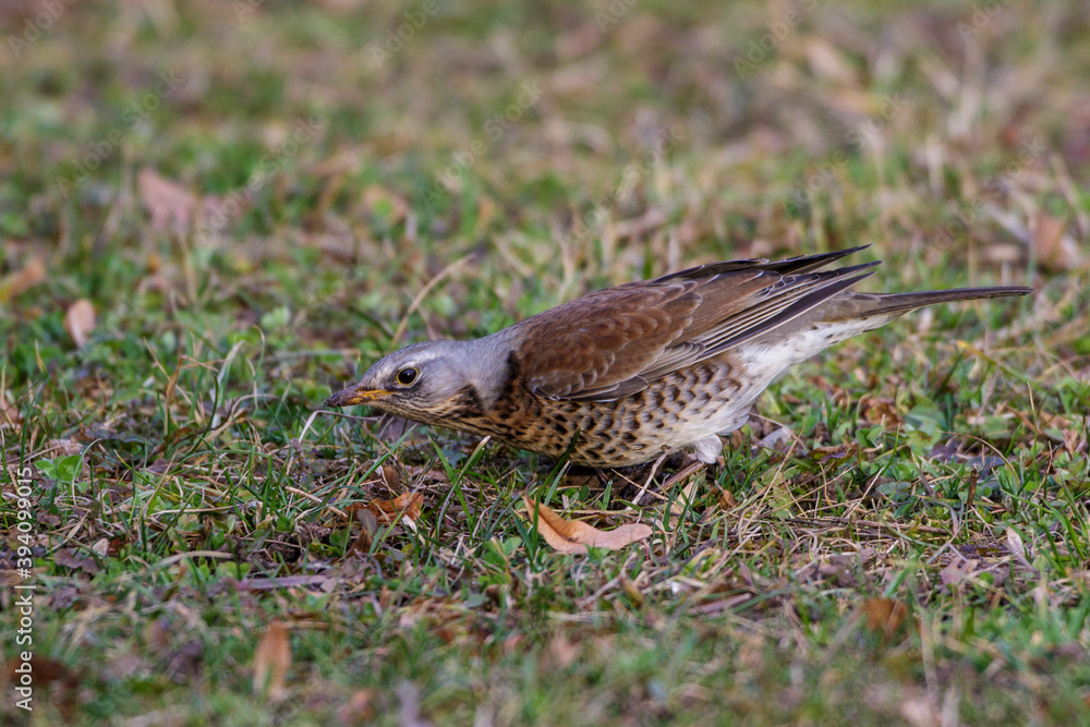 Fototapeta premium Wacholderdrossel (Turdus pilaris)