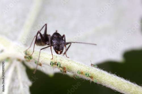 Ants on wild plants, North China