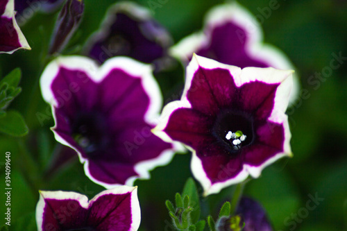 summer blooming