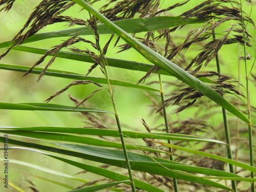 Blades of grass close up