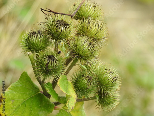A plant with green circular spike balls