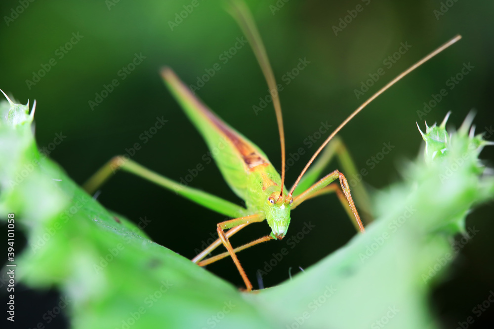 Katydids on wild plants, North China Katydids on wild plants, North China