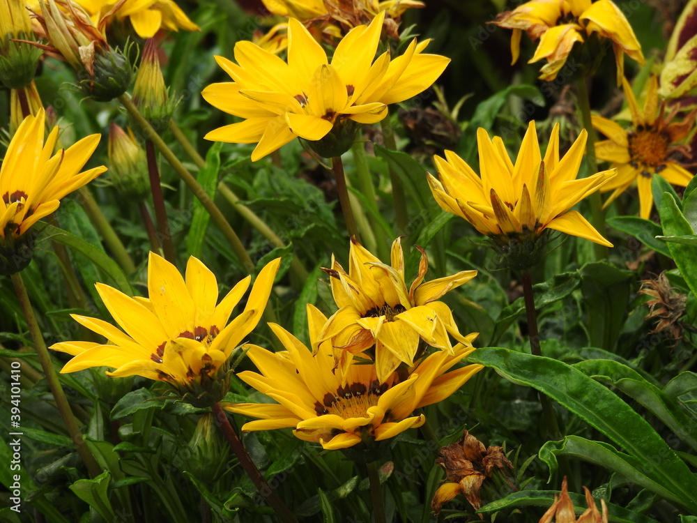 Yellow flowers with large heads and petals Yellow flowers with large heads and petals
