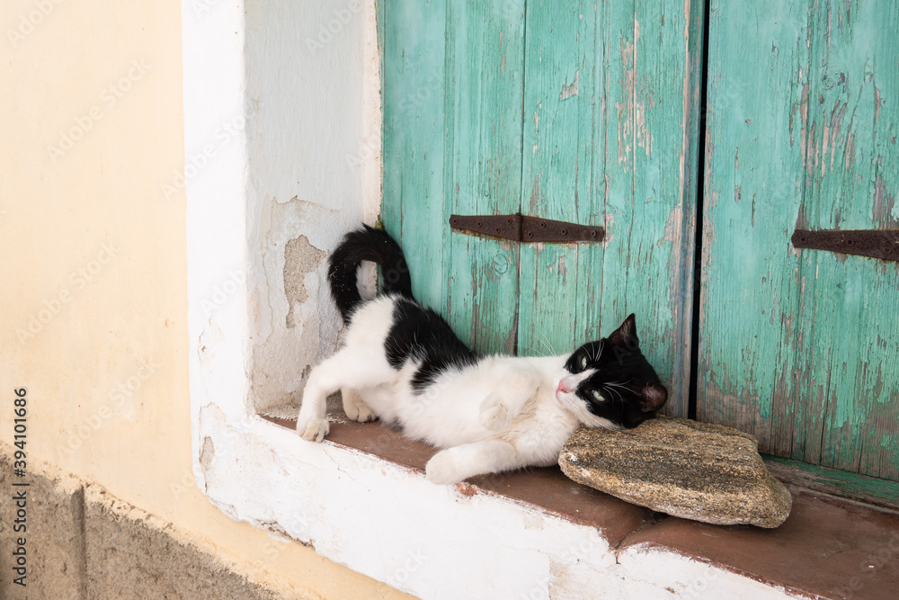 Black and white cat on street in Lefkes village on Paros island, Cyclades islands, Greece