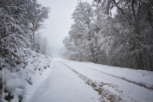 Snowy road surrounded by trees