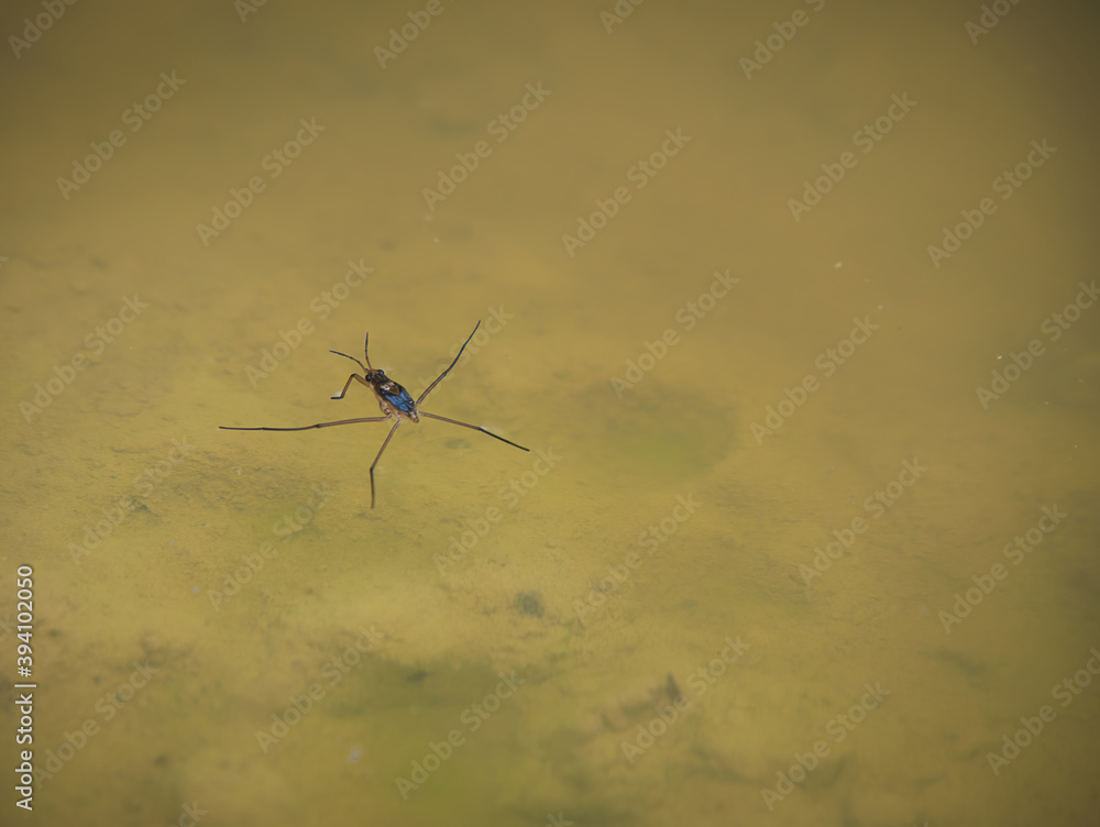 The water surface tension is visible when the water strider's feet come