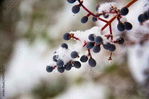 Sloes on a frozen branch with snow © Beatriz