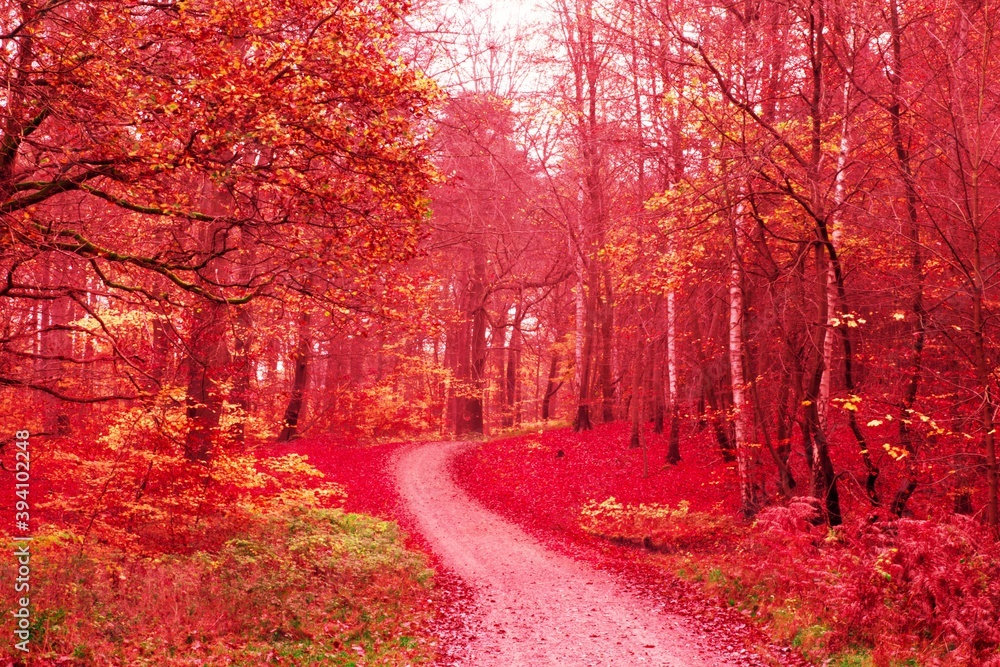 Fototapeta premium foggy morning in the forest