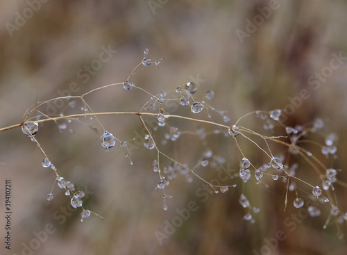 dew drops on the withered grass