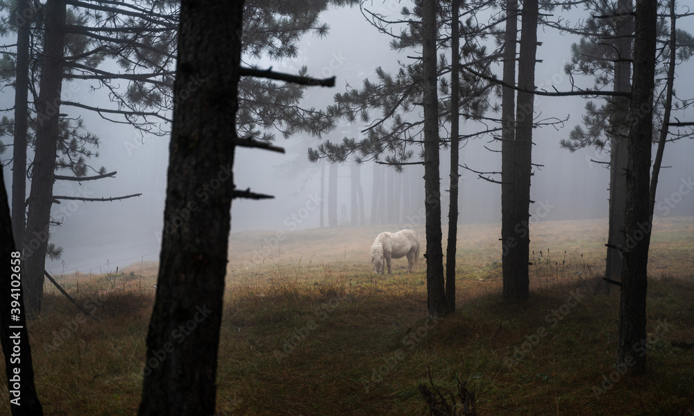 White horse grazes on a meadow in a foggy forest, beautiful mystical landscape White horse grazes on a meadow in a foggy forest, beautiful mystical landscape