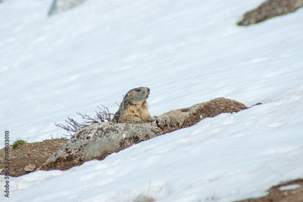 Marmotte sortant de son trou pour observer l'ennemi. Marmotte sortant de son trou pour observer l'ennemi.
